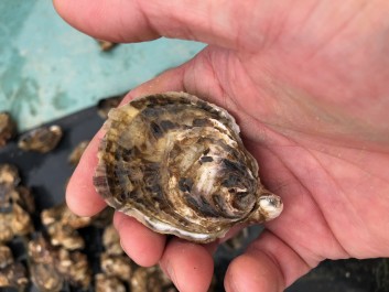 厚岸ブランド牡蠣の話