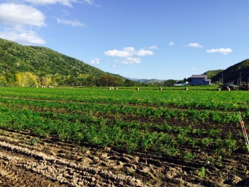北海道の野菜の話
