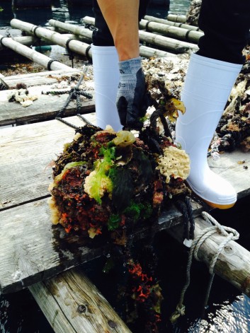 伊根湾の岩牡蠣とムール貝の話
